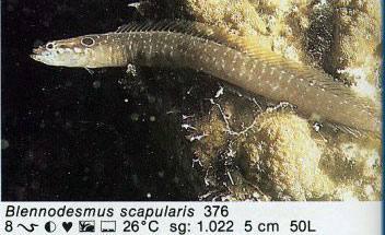Blennodesmus scapularis